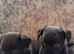 Border terrier cross patterjack
