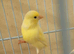 One female Canary