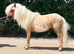 Miniature Barbie pony.
