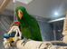 Ready Now HandReared Super Tame Eclectus Parrot,7
