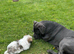 Bichon frieze cross shits