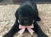 Cocker spaniel puppies