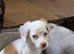 Cockapoo f1 pups ready now