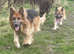 Male & female German Shepherds
