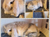 Mini lop kits available to reserve