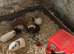 Female guinea pigs