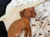 Miniature Dachshund