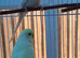 Pair f budgies