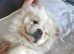 Chino the beautiful chow