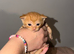 2 x male kittens