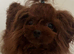 Tiny Asian Poodle - Deep Red Stud -  Proven