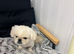 Top quality white male Pekingese