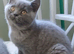 British shorthair kittens ( Blue)