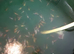 Koi carp for sale