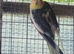 Cockatiels for sale