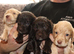 Cocker spaniel puppies