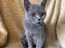 Beautiful British Shorthair Queen – Paris