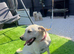 Labrador girl 8 months old