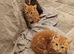 5 kittens 9 weeks old