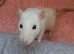 5 gorgeous rats, Rex, Fancy & Dumbo