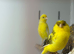 Canaries