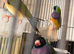 Gouldian finch