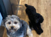 F1B Toy cockapoo puppies