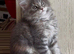 Beautiful TICA Active Registered Kittens