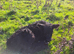 2 black galloway cows with heifer calves at foot for sale