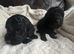 Black Cockapoo Pups