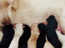 Mesmerizing golden doodle baby's
