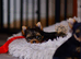 MINIATURE YORKSHIRE TERRIERS KC DNA TESTED PARENTS