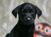 2 black lab pups looking for forever homes