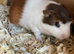 3 boars babys