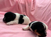 TRADITIONAL JACK RUSSELL PUPPIES