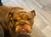 English bulldog female 3 years old