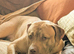 4yr old Staffordshire bull terrier x Amstaf