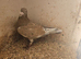 Lambretch cock bird