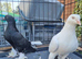 Pair of young beautiful pigeon