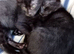 Chocolate Maine coon x Siamese now ready for their forever homes