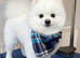 Stunning girl Pomeranian
