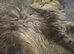 2 beutiful male Persians