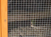 California Quails