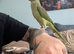 Alexandrine Parrot - 6 months with cage