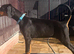 TOP QUALITY DOBERMANN PUPPIES AVAILABLE