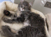 Giant XL Maine Coon kittens Tica reg