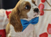 Cavalier King Charles Spaniel!