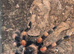 Tarantula list