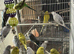 BEAUTIFUL BUDGIES FOR SALE