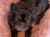 Male frenchie